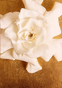 gardenia