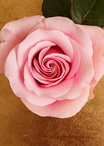 rose