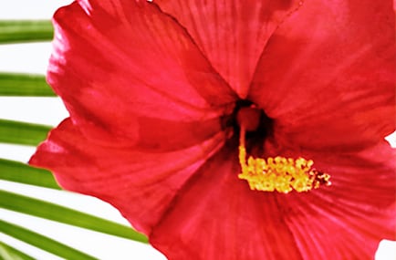 hibiscus palm